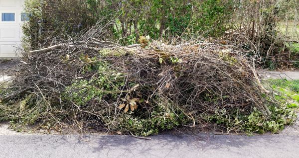 Tree Limb Cleanup Service