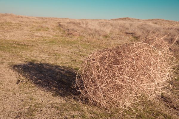 Tumbleweed Removal in Fairfield
