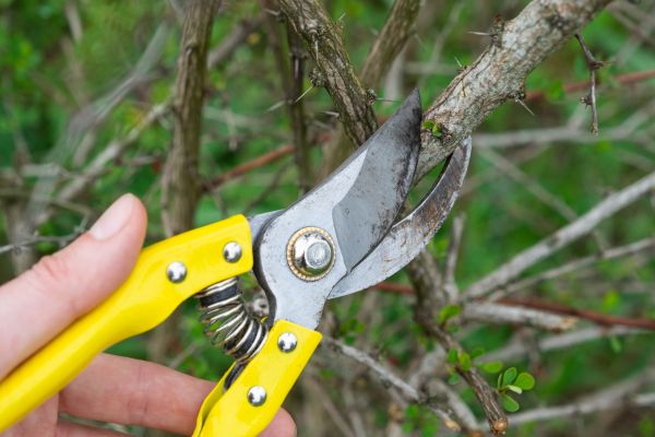 Limbs Removal in Fairfield