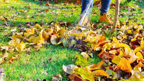 Lawn Cleanup Service in Fairfield
