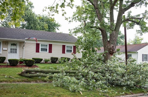 Fallen Branch Removal in Fairfield