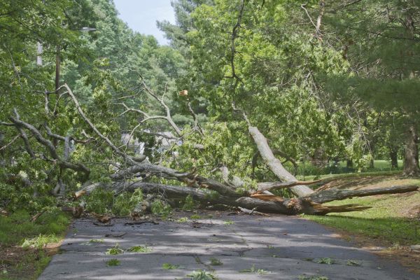 Tree Debris Removal in Fairfield